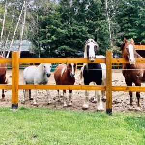 Abby, Maya et les autres chevaux et poneys du troupeau