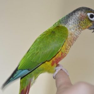 Angelo la Conure à joues vertes