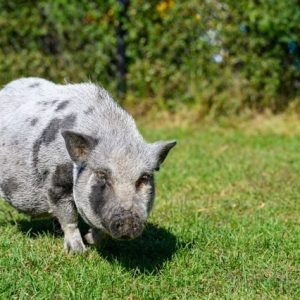 Bubulle le micro-cochon domestique