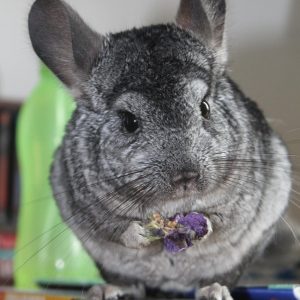 Skippy et Lily les chinchillas