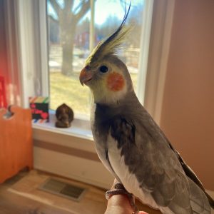 Tao le Cockatiel